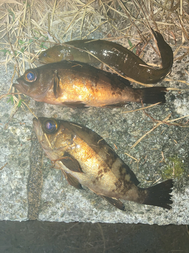 メバルの釣果