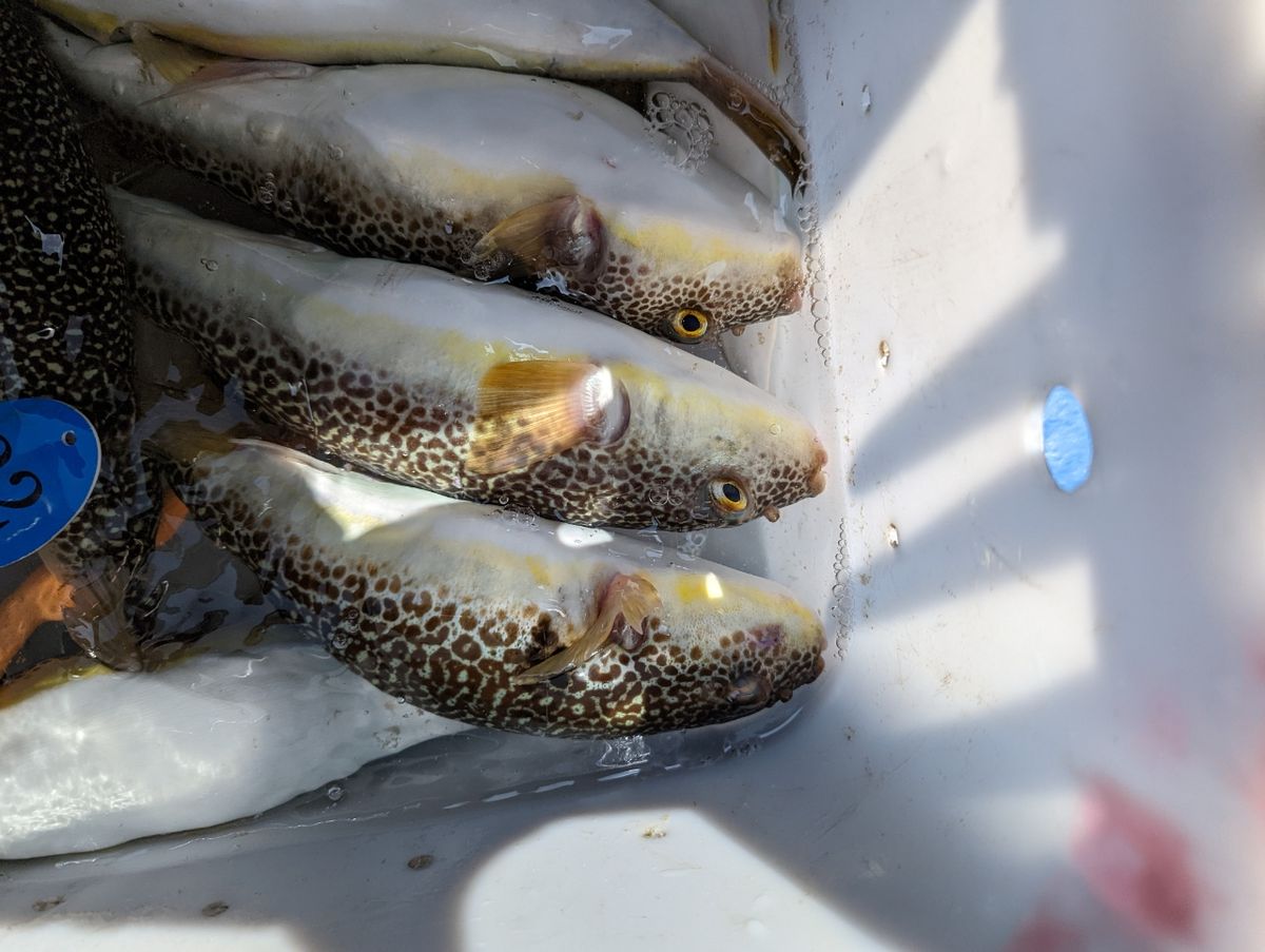 ショウサイフグ