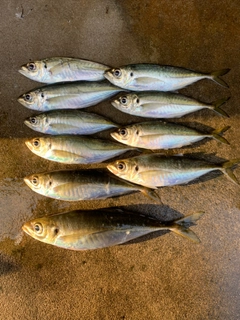 アジの釣果