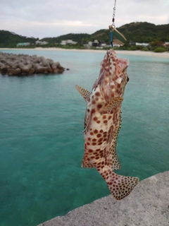 イシミーバイの釣果