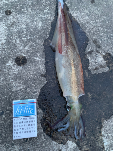 ヤリイカの釣果