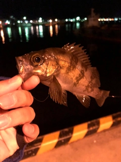 メバルの釣果