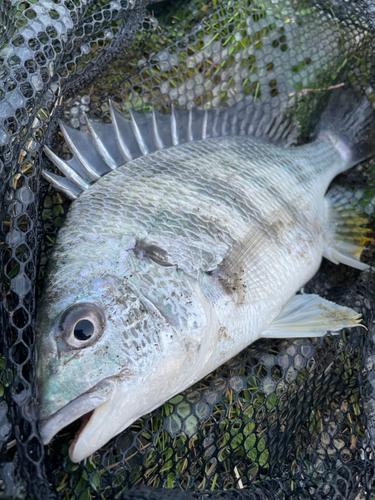 キビレの釣果