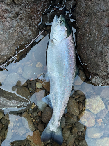 サツキマスの釣果