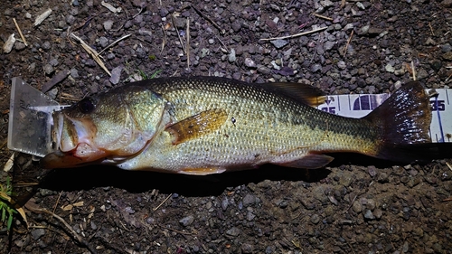 ブラックバスの釣果