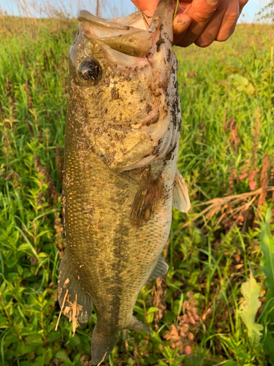 ブラックバスの釣果写真