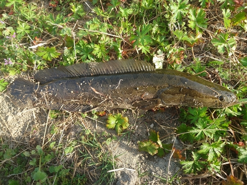 ライギョの釣果