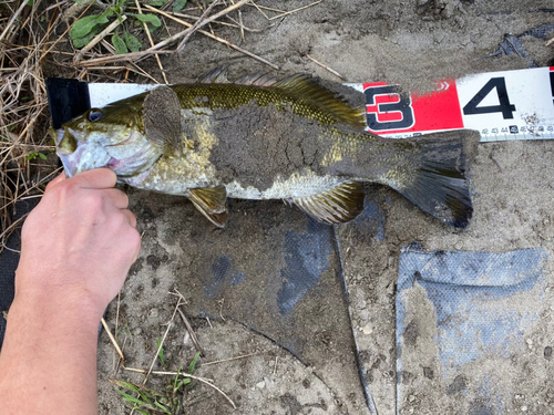 スモールマウスバスの釣果