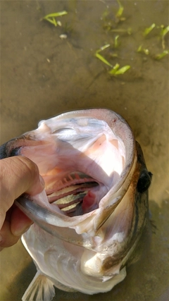 ブラックバスの釣果