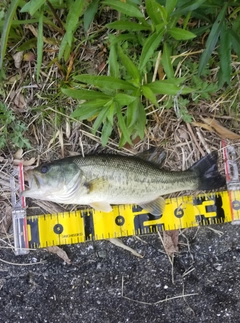 ブラックバスの釣果