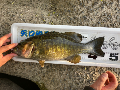 スモールマウスバスの釣果