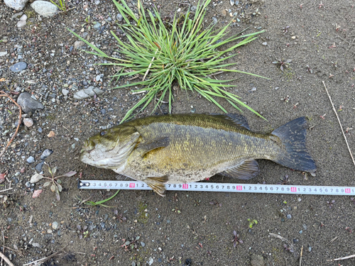 スモールマウスバスの釣果