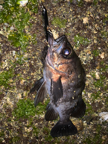 シロメバルの釣果