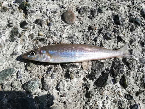 キスの釣果