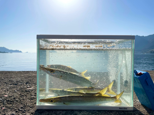 カマスの釣果