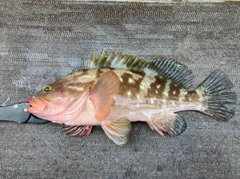 アコウの釣果