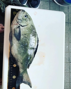 クロメジナの釣果