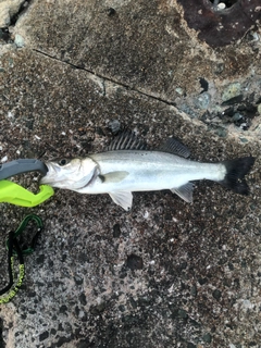 セイゴ（タイリクスズキ）の釣果