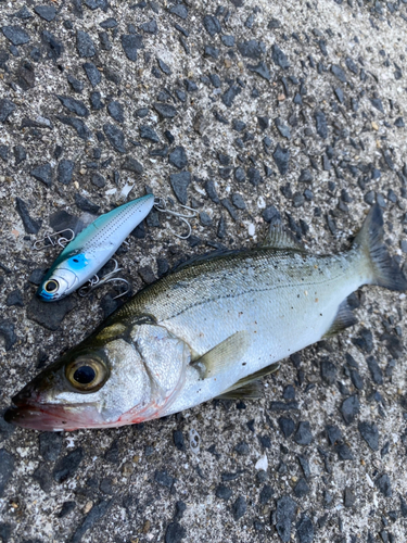 セイゴ（ヒラスズキ）の釣果