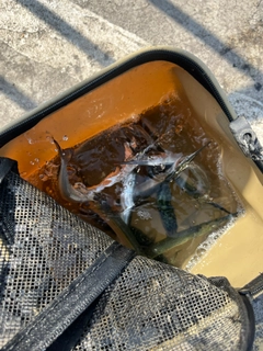 サヨリの釣果