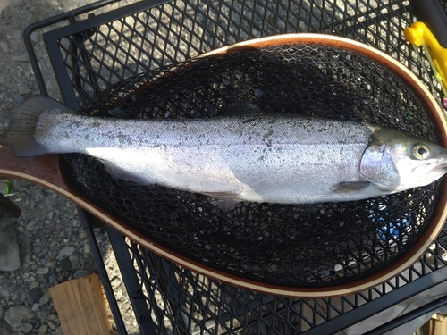 ニジマスの釣果