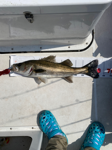 シーバスの釣果