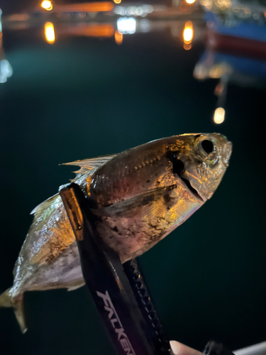 マアジの釣果