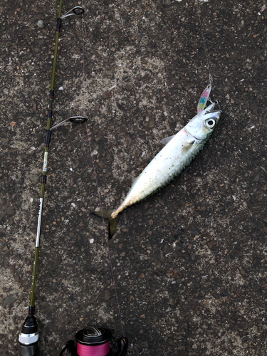 マサバの釣果