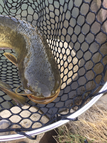 ナマズの釣果