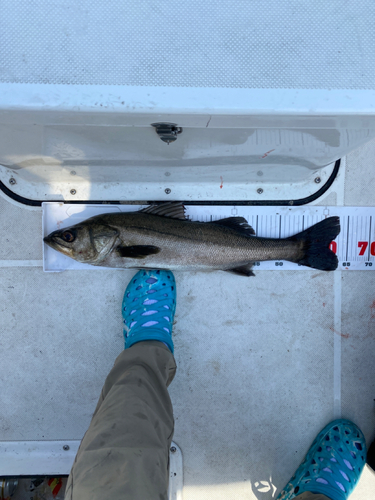 シーバスの釣果