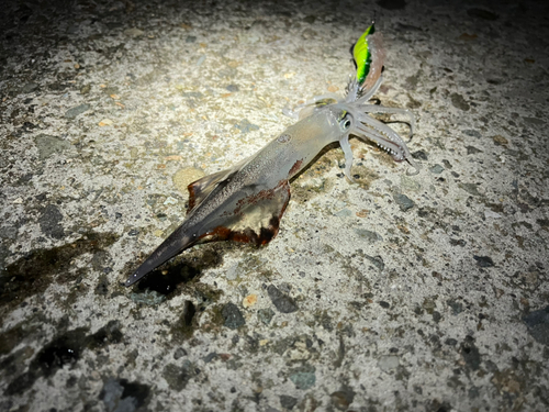 ヤリイカの釣果