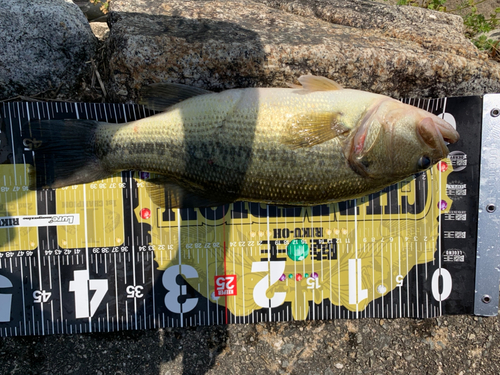 ブラックバスの釣果