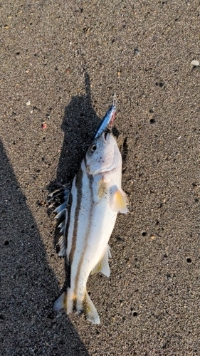 コトヒキの釣果