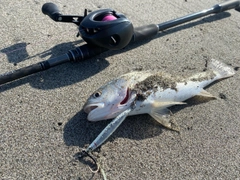 イシモチの釣果