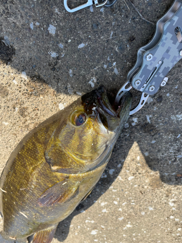 スモールマウスバスの釣果