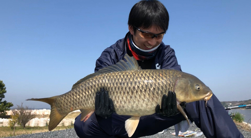 コイの釣果