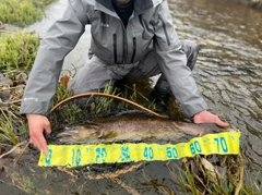 ブラウントラウトの釣果