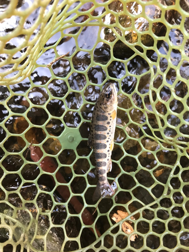 アマゴの釣果