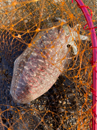 コウイカの釣果