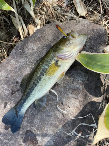 ラージマウスバスの釣果