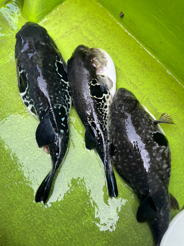 トラフグの釣果