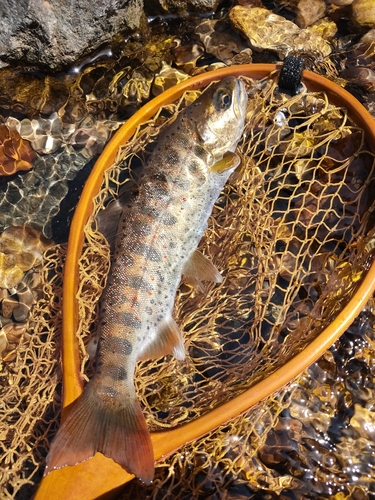 アマゴの釣果