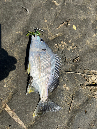 キビレの釣果