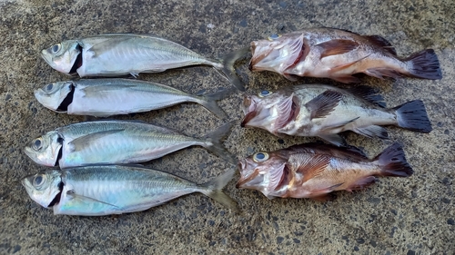 アジの釣果