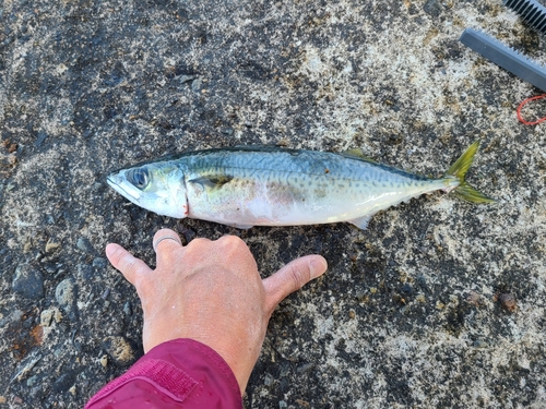 サバの釣果