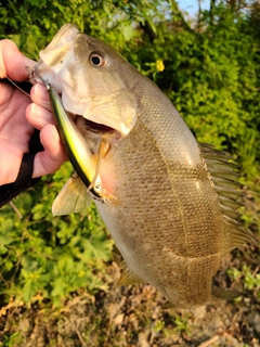 スモールマウスバスの釣果