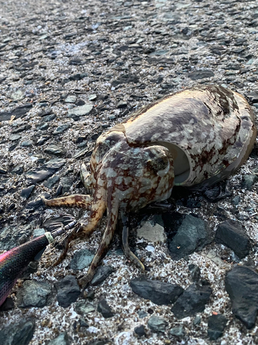 コウイカの釣果