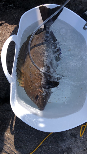 サンノジの釣果