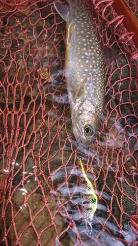 イワナの釣果