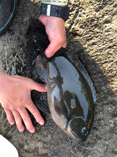 メジナの釣果